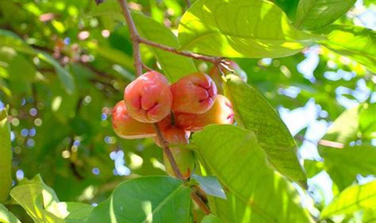 Manfaat Daun Jambu Air yang Jarang Diketahui
